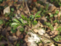 drzewokrzew_1338