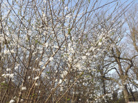 drzewokrzew_1341