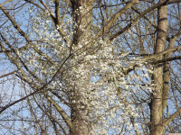drzewokrzew_1342