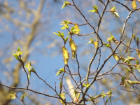 drzewokrzew_1345