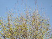 drzewokrzew_1346