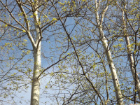 drzewokrzew_1348