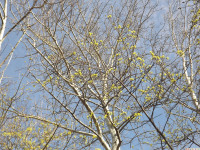 drzewokrzew_1349