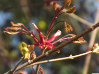 drzewokrzew_1351