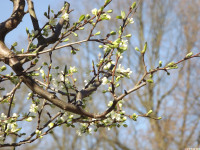 drzewokrzew_1353
