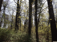 drzewokrzew_1354