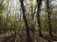 drzewokrzew_1355