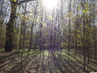 drzewokrzew_1356