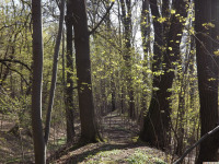 drzewokrzew_1357