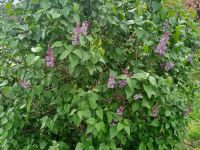 drzewokrzew_1361