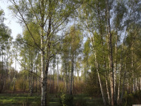 drzewokrzew_1362