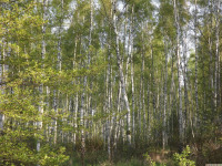 drzewokrzew_1363