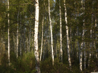 drzewokrzew_1364