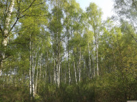 drzewokrzew_1365