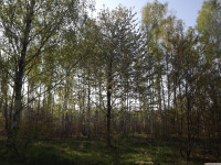 drzewokrzew_1366