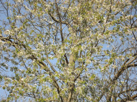 drzewokrzew_1367