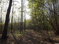drzewokrzew_1369