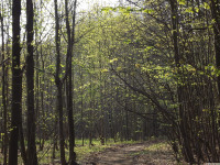 drzewokrzew_1370