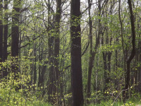 drzewokrzew_1373