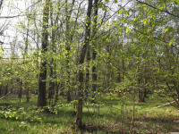 drzewokrzew_1374