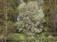 drzewokrzew_1376