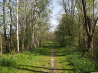 drzewokrzew_1378