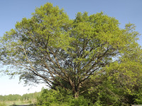 drzewokrzew_1379