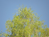 drzewokrzew_1380