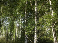 drzewokrzew_1381
