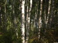 drzewokrzew_1383
