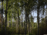drzewokrzew_1384