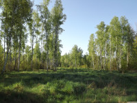 drzewokrzew_1385