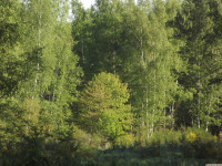 drzewokrzew_1386