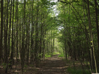 drzewokrzew_1388
