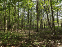 drzewokrzew_1389