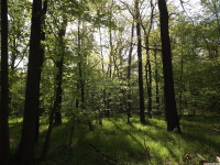 drzewokrzew_1392