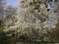 drzewokrzew_1394