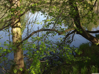 drzewokrzew_1395