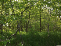 drzewokrzew_1396