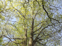 drzewokrzew_1397