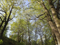 drzewokrzew_1398