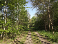 drzewokrzew_1399