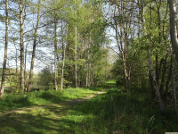 drzewokrzew_1400