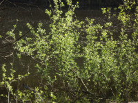 drzewokrzew_1401