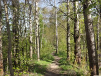 drzewokrzew_1403