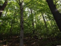 drzewokrzew_1404