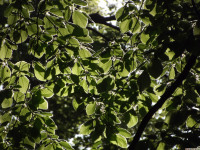 drzewokrzew_1406