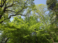 drzewokrzew_1407