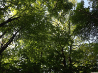 drzewokrzew_1409