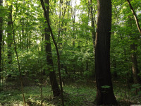 drzewokrzew_1410